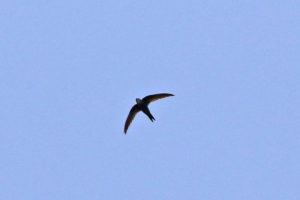 白腰雨燕 Fork-tailed Swift