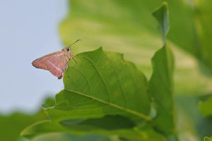 雙斑趾弄蝶 Hasora chromus