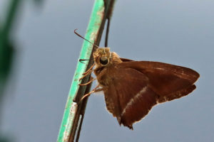 雙斑趾弄蝶 Hasora chromus