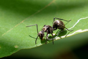 梅氏多刺蟻 Polyrhachis illaudata