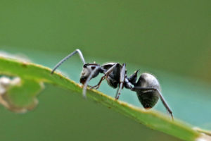 梅氏多刺蟻 Polyrhachis illaudata