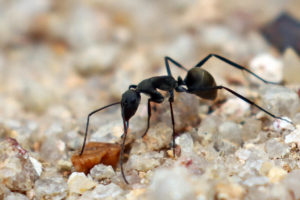 哀弓背蟻 Camponotus dolendus