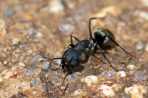 哀弓背蟻 Camponotus dolendus