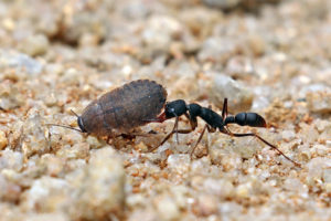 獵鐮猛蟻  Harpegnathos venator