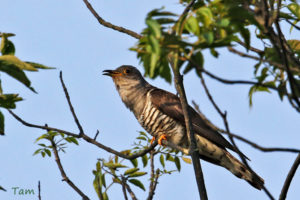 四聲杜鵑 Indian Cuckoo