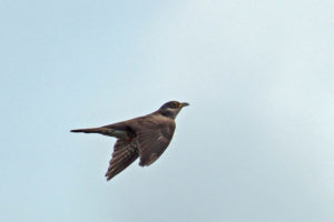 四聲杜鵑 Indian Cuckoo