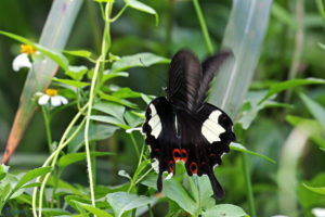 玉斑鳳蝶 Papilio helenus