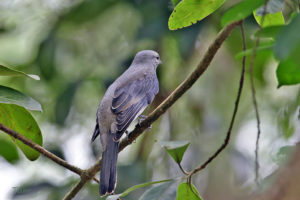 暗灰鵑鵙 Black-winged Cuckooshrike
