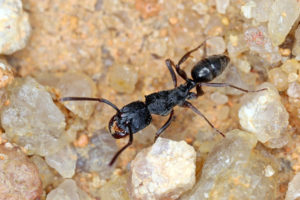 横紋齒猛蟻 Odontoponera transversa