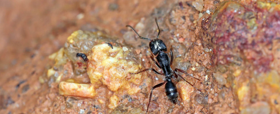 横紋齒猛蟻 Odontoponera transversa