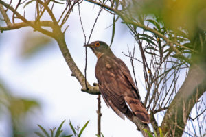 鷹鵑 Large Hawk Cuckoo