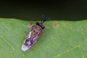 角胸蟻小蜂 Schizaspidia sp.
