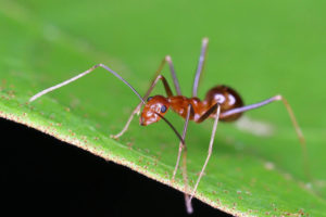 細足捷蟻 Anoplolepis gracilipes