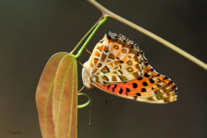 斐豹蛺蝶 Argyreus hyperbius