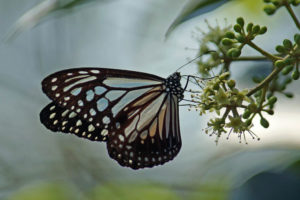 黑絹斑蝶 Parantica melaneus