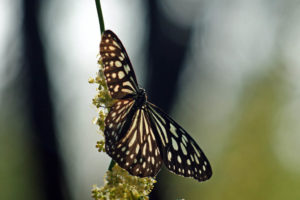 擬旖斑蝶 Ideopsis similis