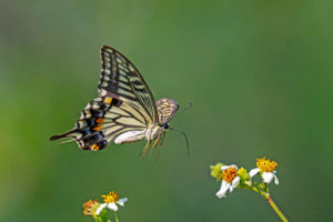 柑橘鳳蝶 Papilio xuthus