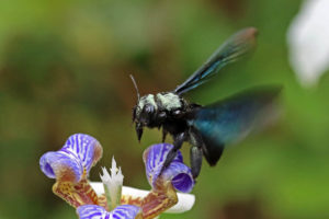 綠翅木蜂 Xylocopa iridipennis