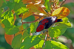 朱背啄花鳥 Scarlet-backed Flowerpecker
