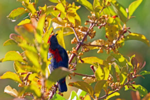 朱背啄花鳥 Scarlet-backed Flowerpecker
