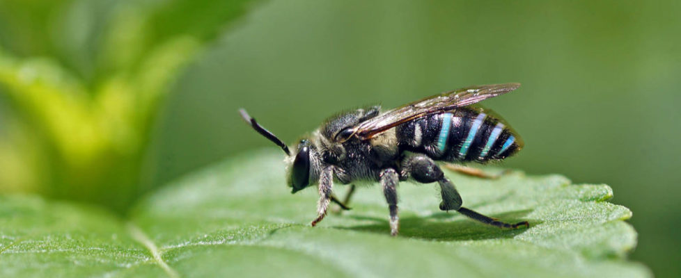 藍彩帶蜂 Nomia chalybeata