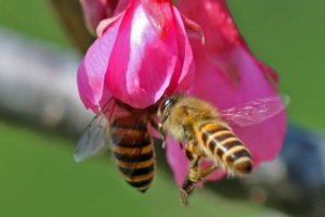 東方蜜蜂 Apis cerana