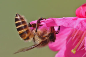 東方蜜蜂 Apis cerana