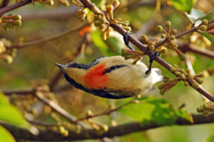 紅胸啄花鳥 Fire-breasted Flowerpecker