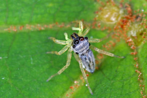 花腹金蟬蛛 phintella bifurcilinea