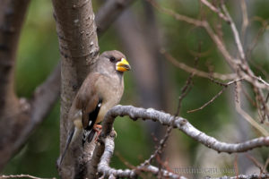 黑尾蠟嘴雀 Yellow-billed Grosbeak