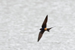 金腰燕 Red-rumped Swallow