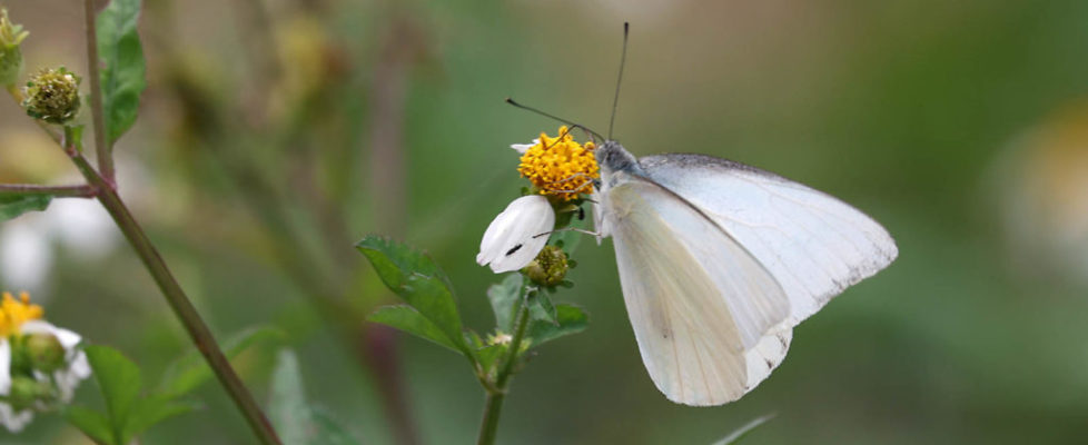 白尖翅粉蝶 Appias albina