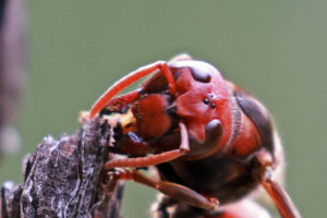 黃腰胡蜂  Vespa affinis