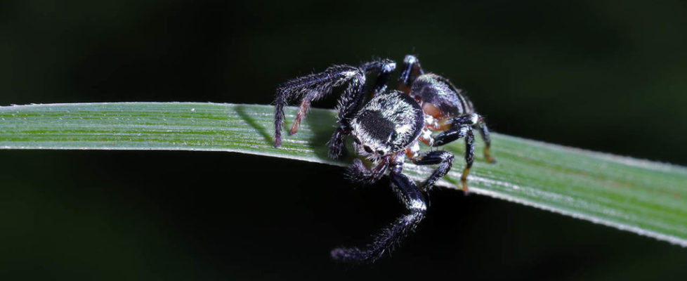 巴莫方胸蛛 Thiania bhamoensis