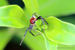 美麗頂蟹蛛 Camaricus formosus