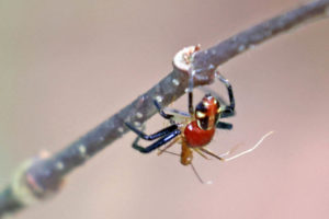 美麗頂蟹蛛 Camaricus formosus