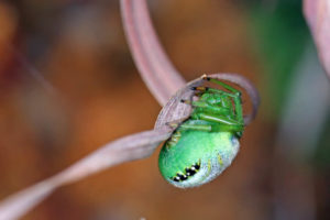 黑斑園蛛 Araneus mitificus
