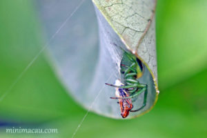 黑斑園蛛 Araneus mitificus