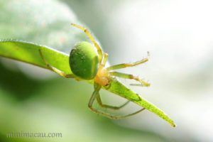 類青新園蛛 Neoscona scylloides
