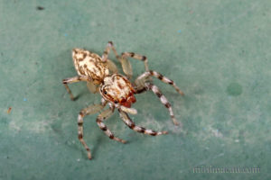 多色金蟬蛛 Phintelloides versicolor