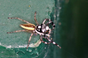多色金蟬蛛 Phintelloides versicolor