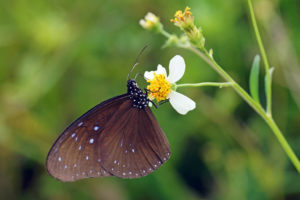 異型紫斑蝶 Euploea mulciber