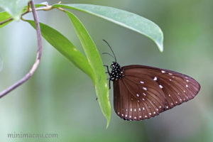 藍點紫斑蝶 Euploea midamus