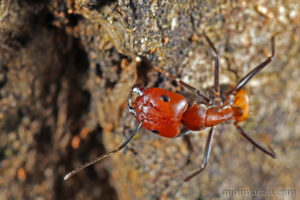 尼科巴弓背蟻 Camponotus nicobarensis