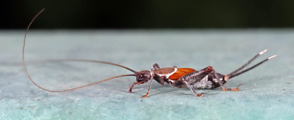 錘鬚奧蟋 Omebius fuscicercis