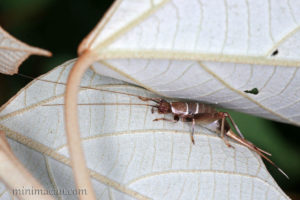 錘鬚奧蟋 Omebius fuscicercis