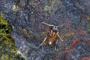 黑頭酸臭蟻 Tapinoma melanocephalum