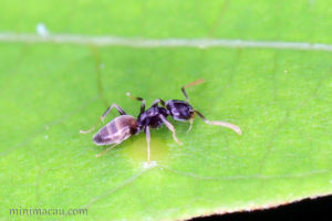 黑頭酸臭蟻 Tapinoma melanocephalum