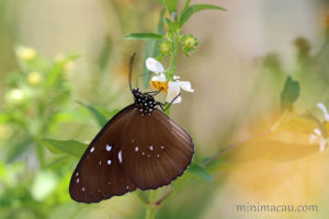 幻紫斑蝶 Euploea core