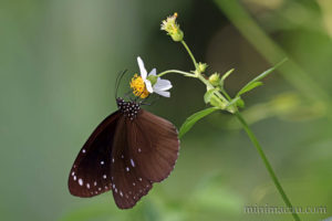 幻紫斑蝶 Euploea core
